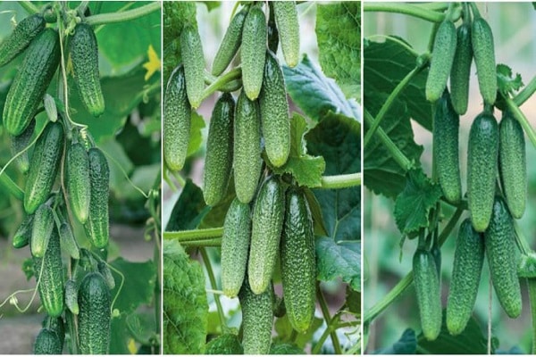 growing cucumbers