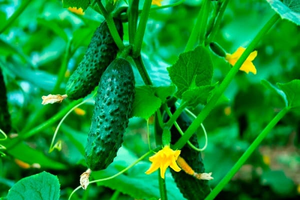 general's cucumber