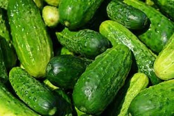 cucumber diseases