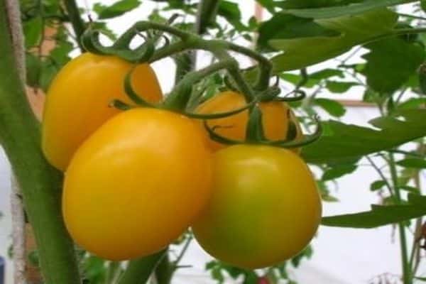 rainbow fruit