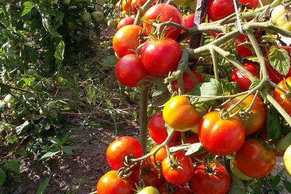 tomates polyvalentes