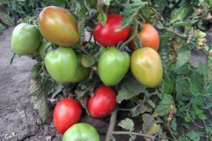 The best early low-growing varieties of fruitful tomatoes for open ground