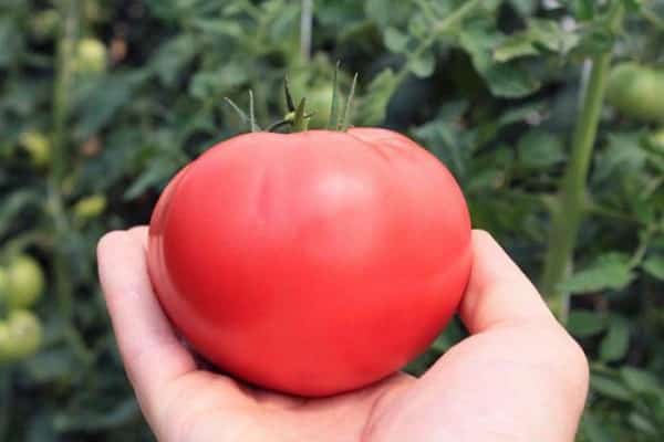 tomates sans prétention