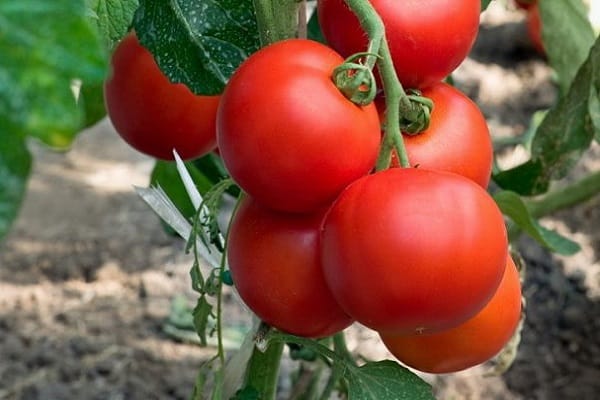 tomates à haut rendement