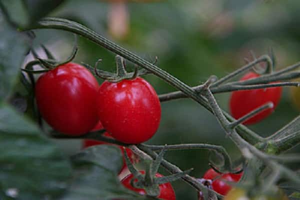 pasas en el jardín