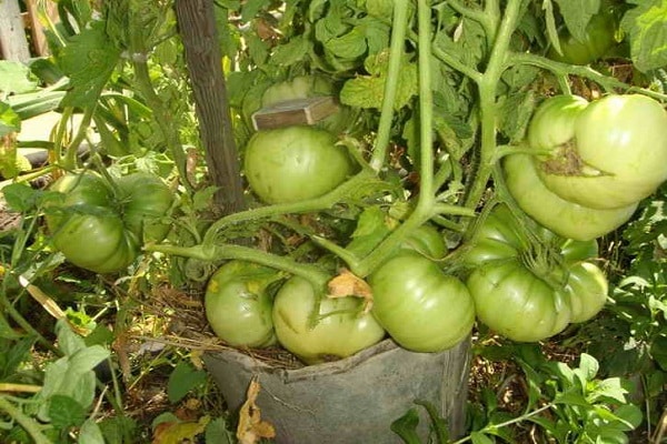 verde en un cubo