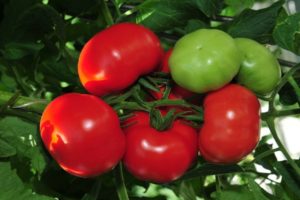 Review of the best early tomato varieties, how and when to plant them