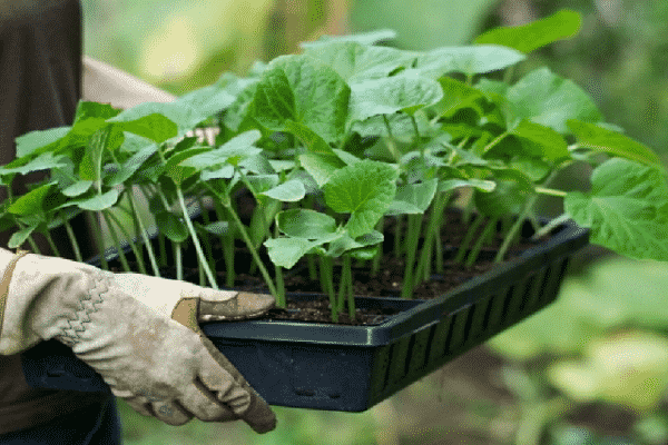 pulling seedlings