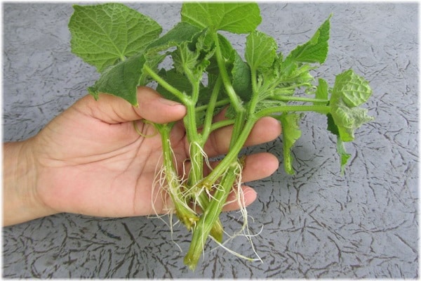 overgrown cucumbers