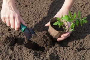 Cómo plantar y cultivar plántulas de tomate en macetas de turba.