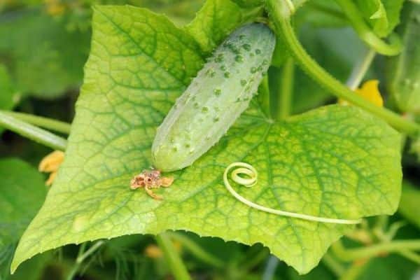 pepino en una hoja