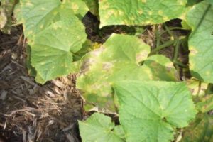 Que faire s'il y a des taches de rouille sur les feuilles des concombres