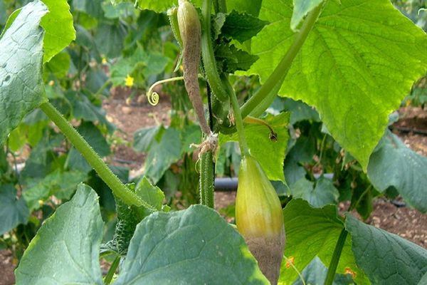 anthracnose cucumber