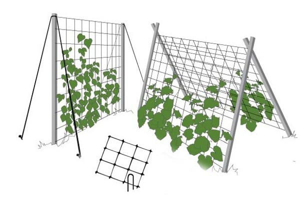 scheme of forming trellis for cucumbers