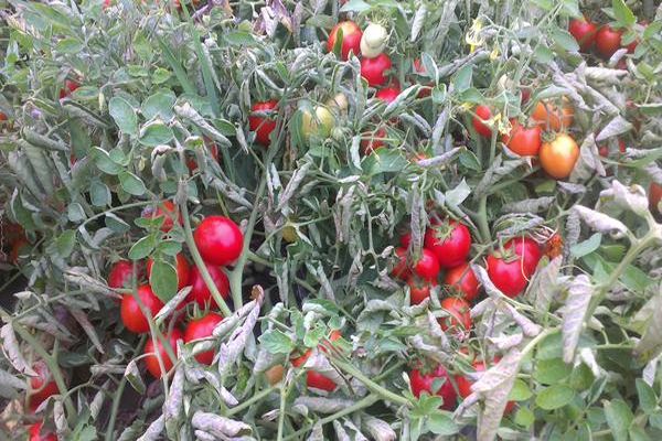 tomates y cuidándolo