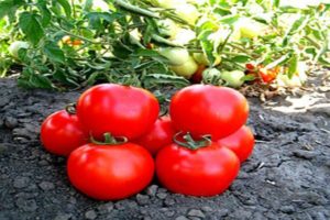 Description of the tomato variety Shasta, growing and caring for the plant