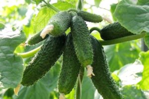 Review of the best early early ripening varieties of cucumbers for open ground and greenhouses