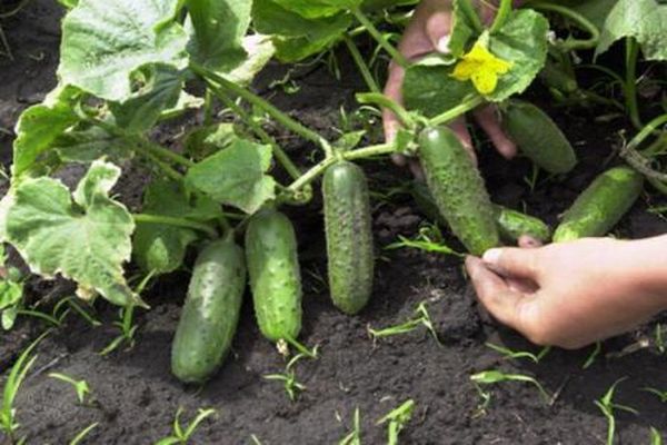 harvest of cucumbers