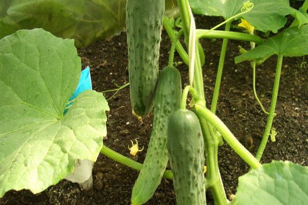 varieties of cucumbers