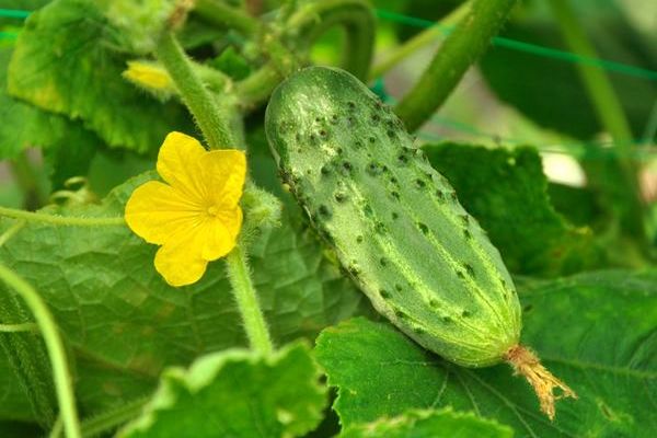 cucumber properties