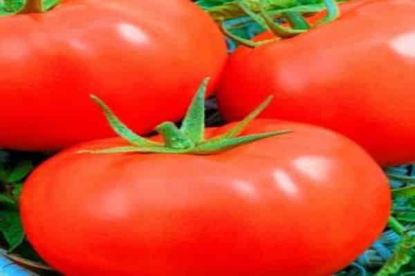 growing tomatoes