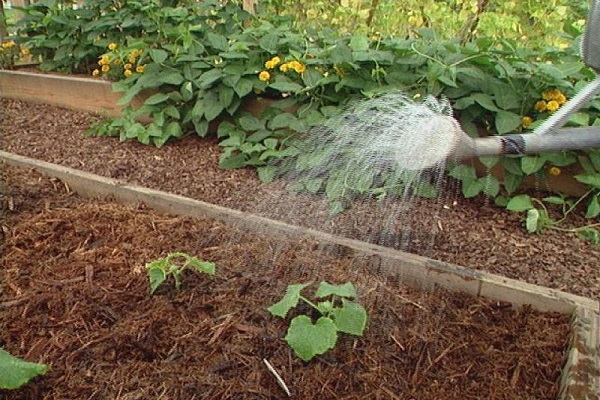 watering cucumbers