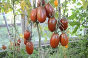 Description de la variété de tomate Plum Black, ses caractéristiques