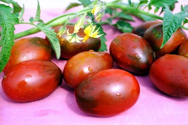 black plum tomato