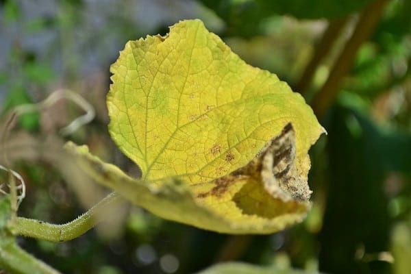 yellowing foliage