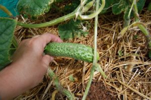 Description des meilleures variétés de concombre résistantes à l'oïdium