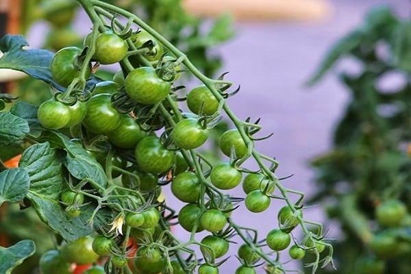 les jardiniers recommandent