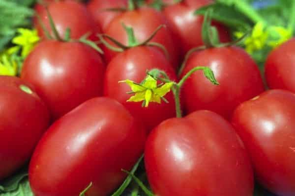 tomato plum