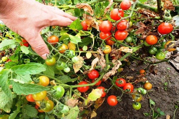 Vitebsk tomatoes