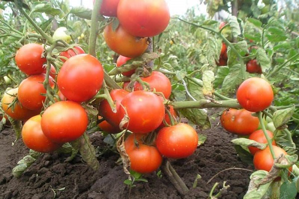 caractéristique du fruit