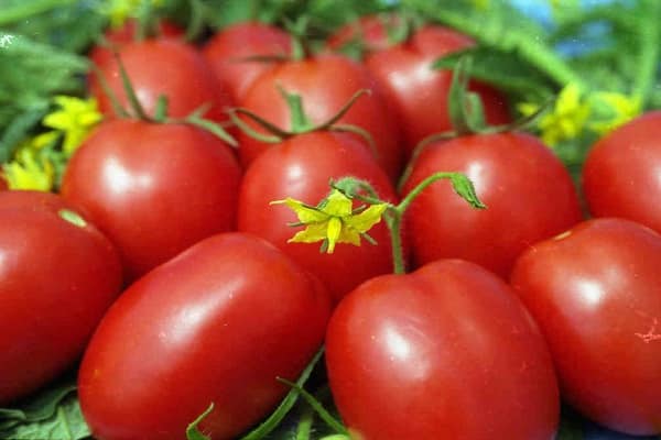 variétés de tomates