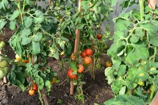 tomates dans le sol