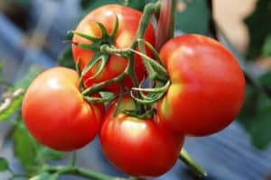 Jenis tomato terbaik untuk wilayah Vologda