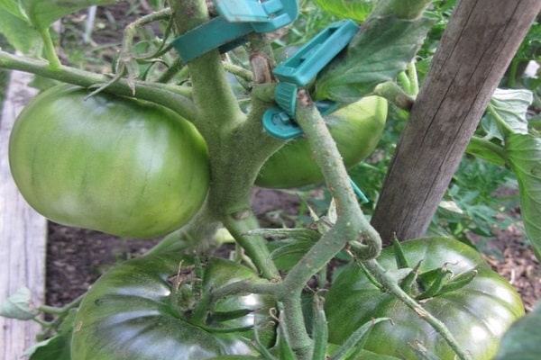 cuidado de las plantas