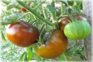 Description de la variété de tomate Qingdao, son rendement et sa culture