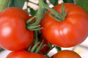 Description de la variété de tomate Akulina, ses caractéristiques et son rendement