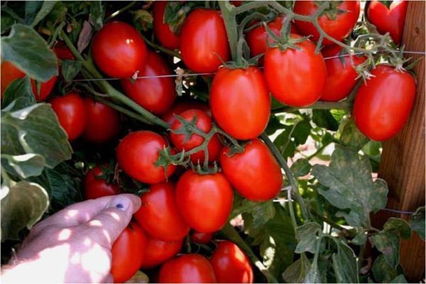 penjagaan penanaman jimat tomato