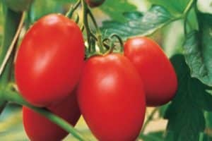 Characteristics and description of the Amulet tomato variety, its yield