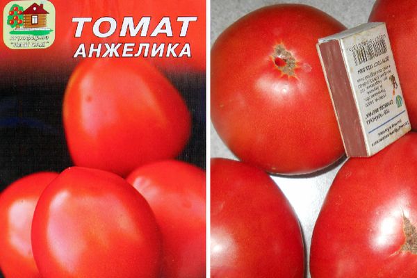 Semillas de tomate