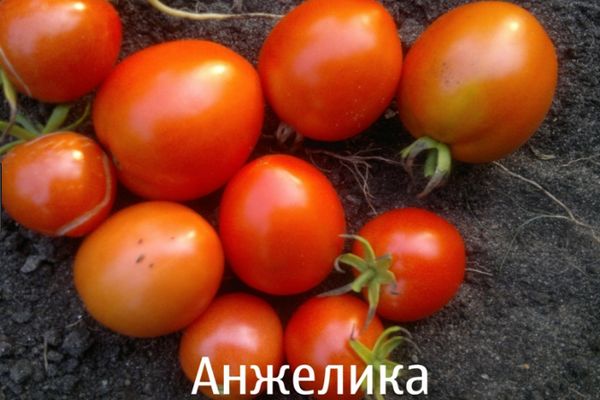 Tomates Angelica