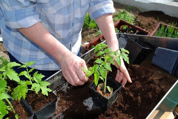 Seedlings of tomatoes