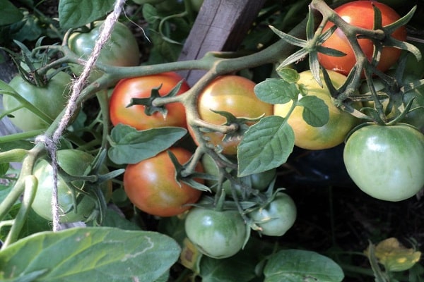 tomato barnaul