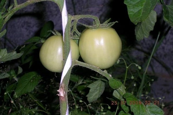 Variedad siberiana