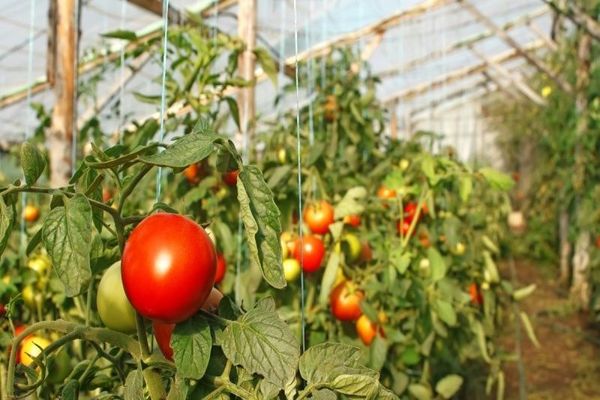 Tomatoes in a greenhouse