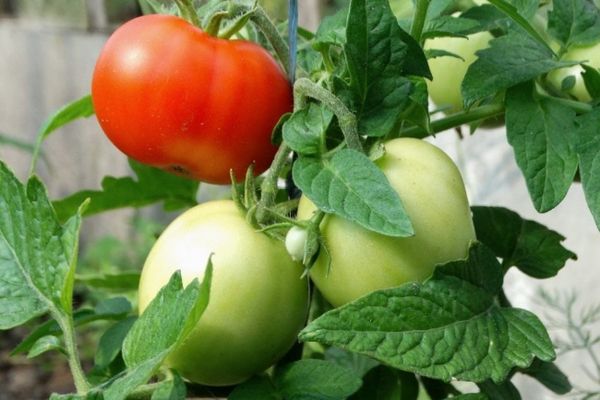 Tomates vertes