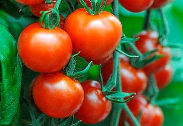 Bella tomato bushes